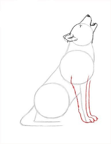 Рисование воющего волка поэтапно