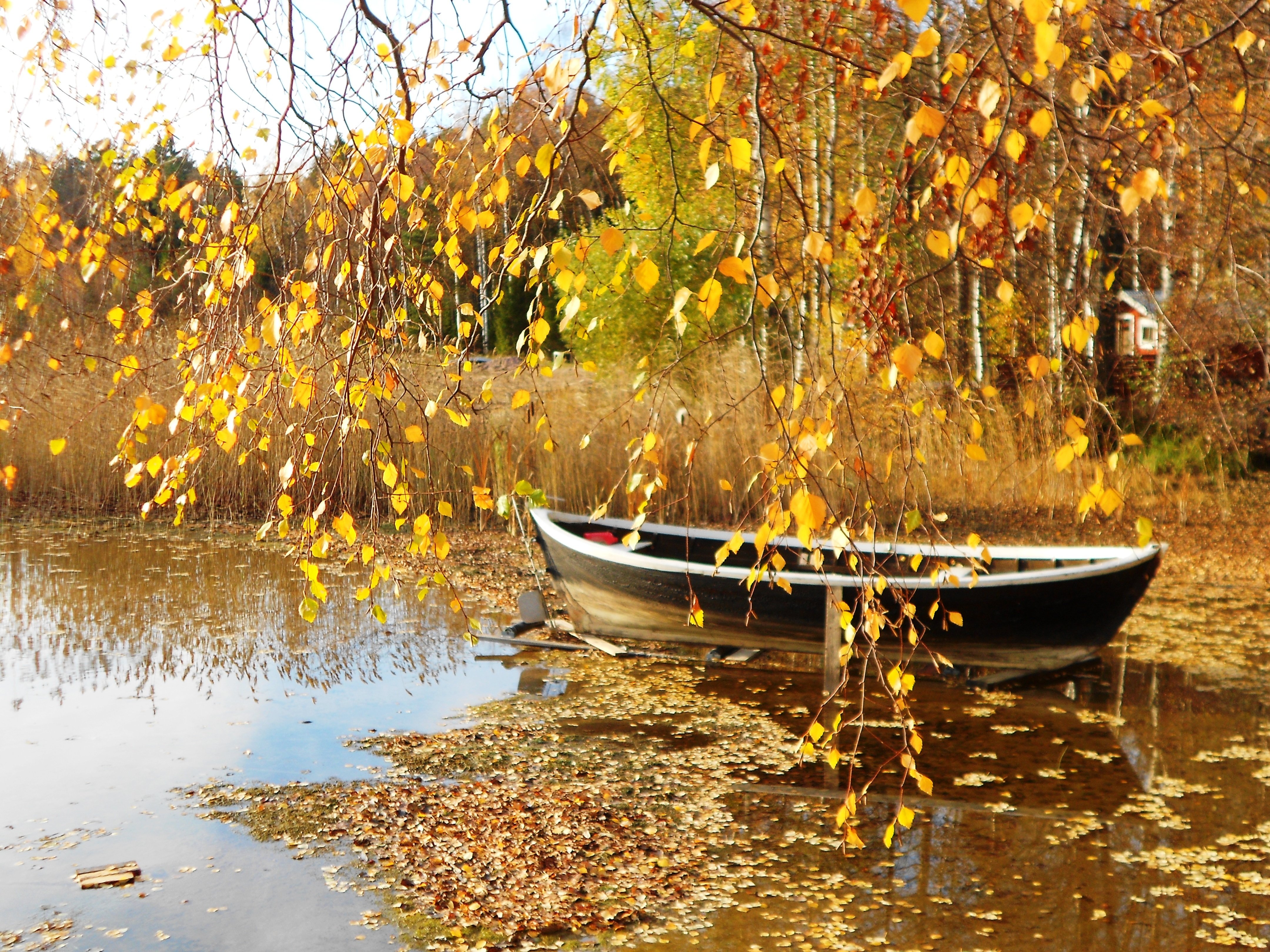 Рыба березка. Осеннее озеро. Осень река лодка. Осенняя река. Осень пруд листва.