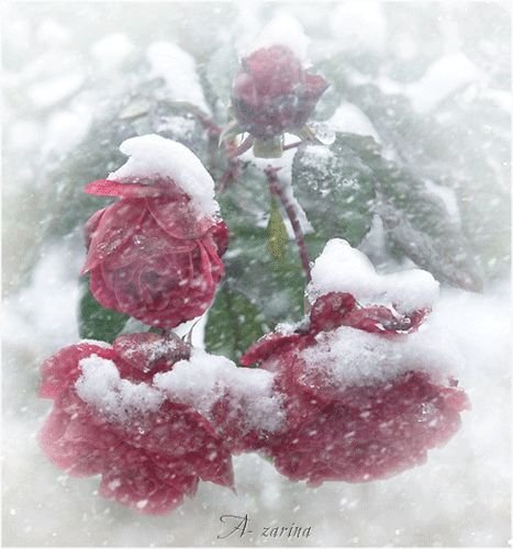 Доброе зимнее утро метель