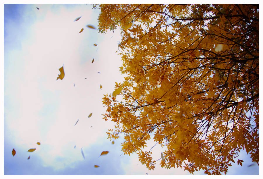 Ветер играет легкой листвою. Падающие листья. Осень ветер. Сильный листопад. Осенний листопад.