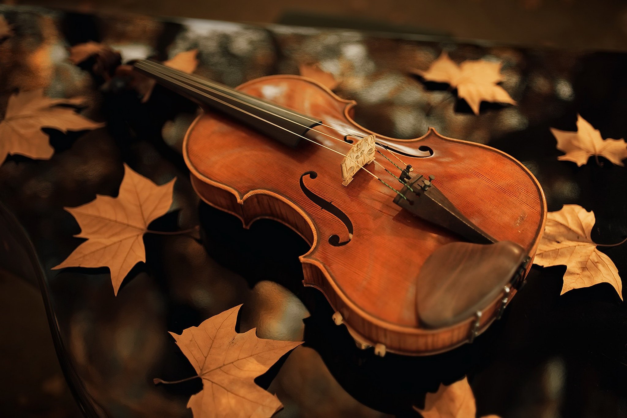 Осенние скрипки. Осенняя скрипка. Скрипка осень. Скрипка в осенней листве. Музыкальные инструменты осень.