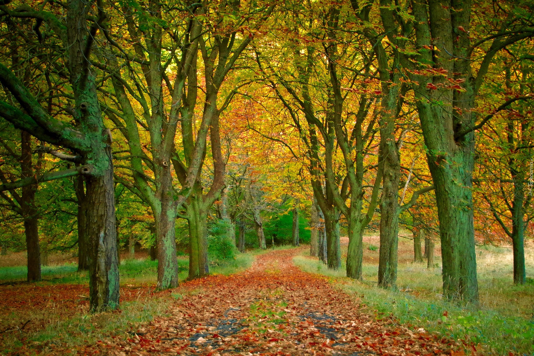 Картинка времена года осень. Осенние дорожки. Осенний парк. Осенняя тропинка. Осень, парк, деревья, аллея.
