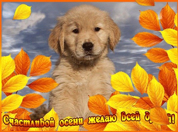 Осеннее спасибо картинки