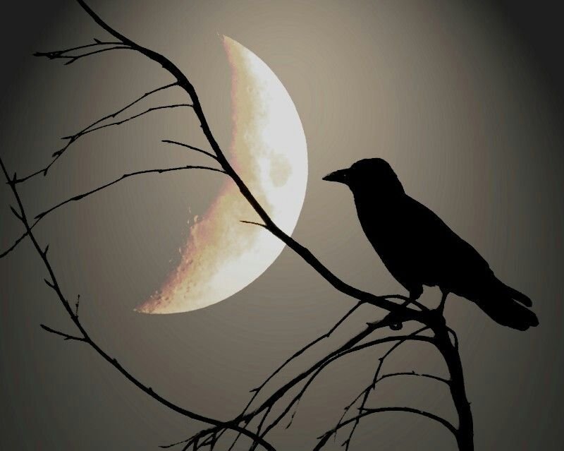 Night crows вороны. Птицы ночью. Ворон на ветке ночь. Ворон на ветке.