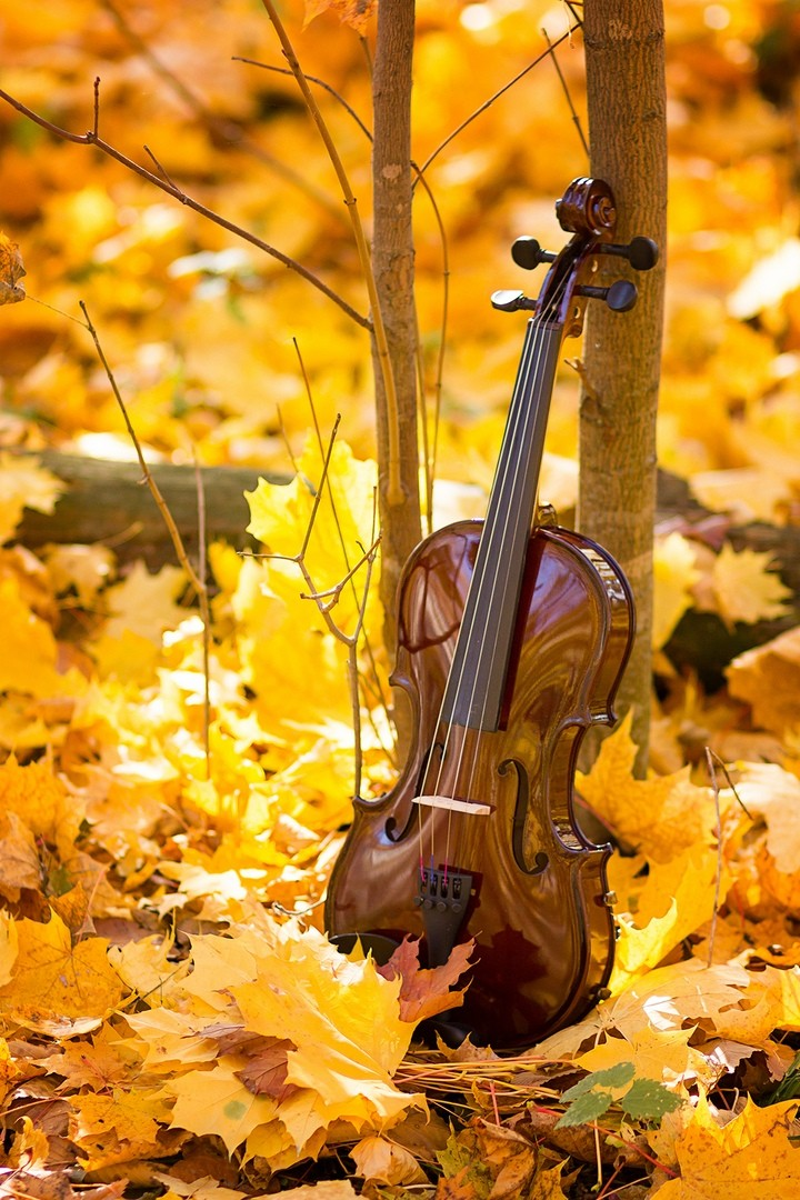 Скрипка осень. Музыкант осень. Музыкальные краски осени. Музыкальные инструменты осень. Скрипка осенью