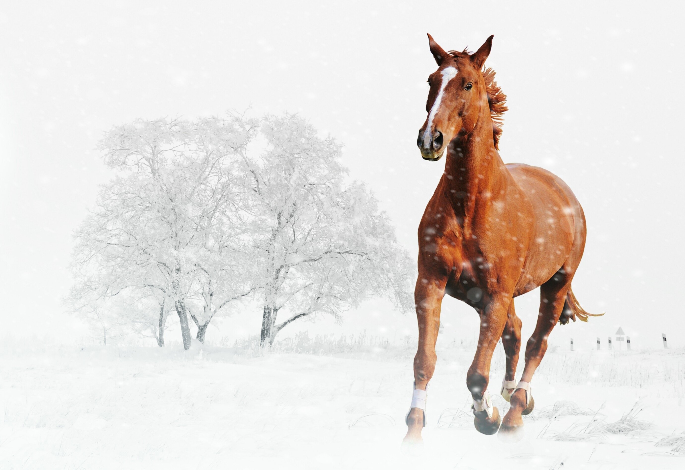 На коне в снегу. Лошади зимой. Красивые лошади зимой. Снежный конь. Лошадь бежит.