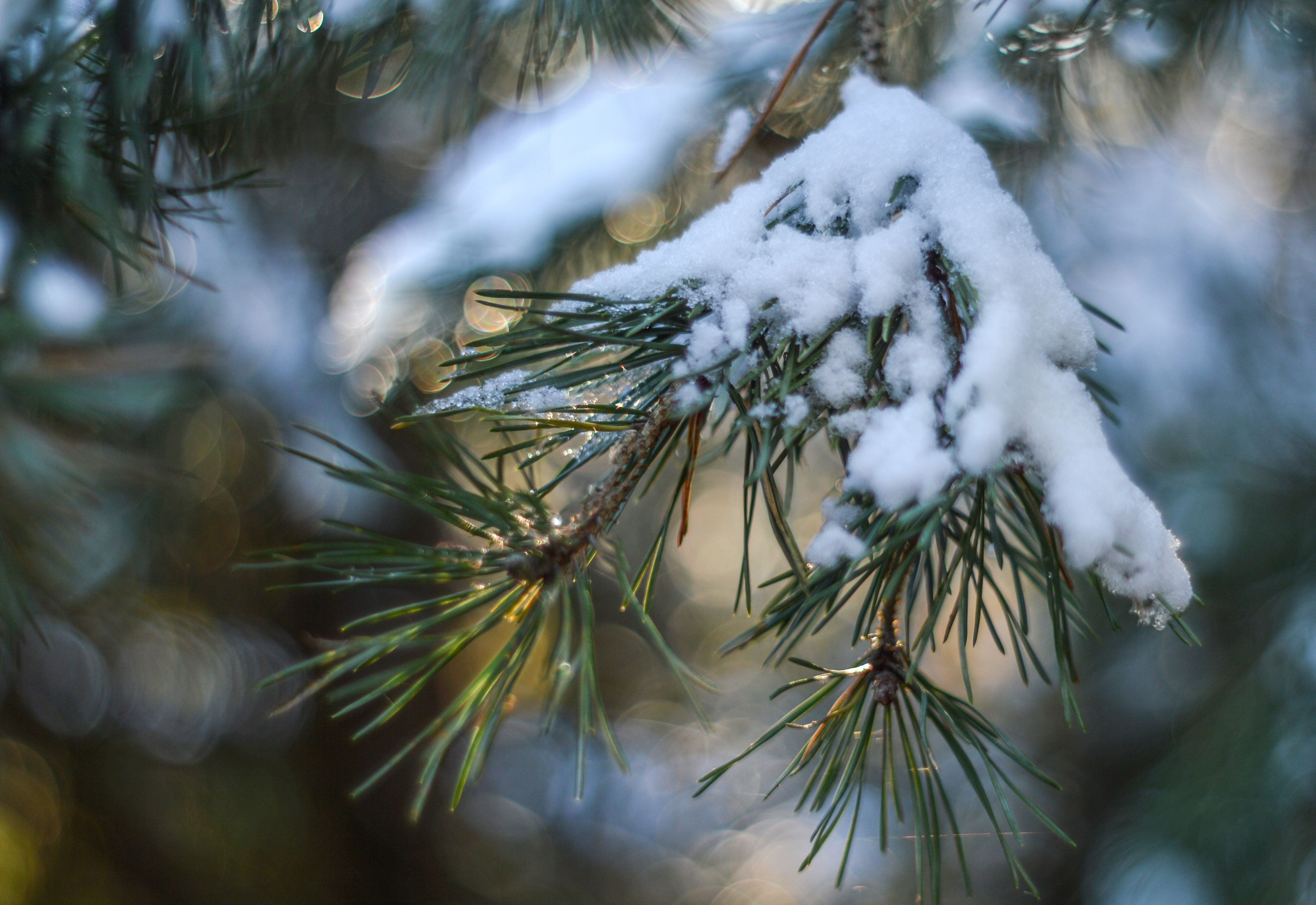 Хвойные в снегу. Хвойные деревья в снегу. Сосновые ветки в снегу. Хвоя сосны зимой. Заснеженные ветки сосны.