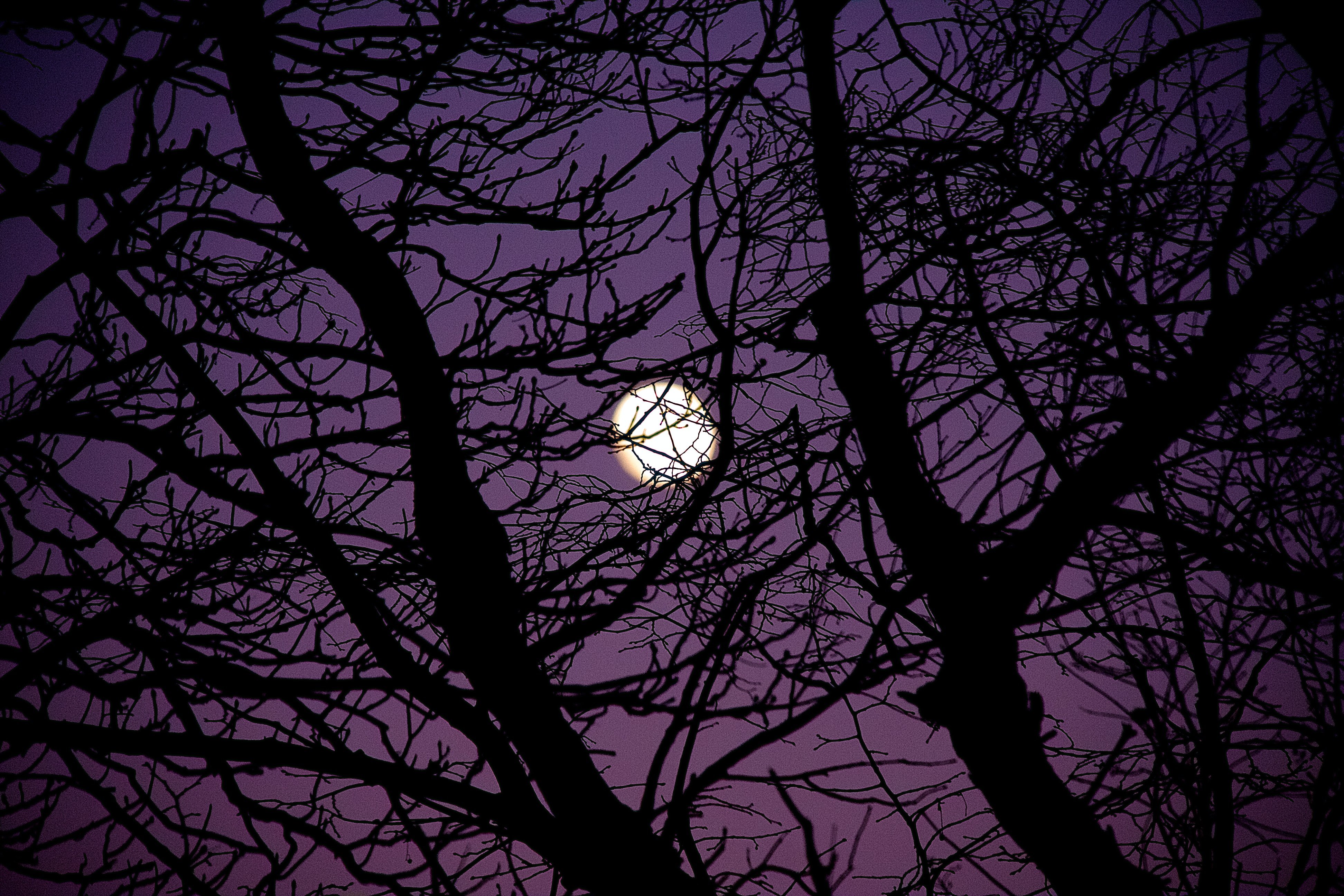 Луна сквозь деревья. Ночь Луна дерево. Ветки ночью. Ветви деревьев ночью. Дерево ночью.