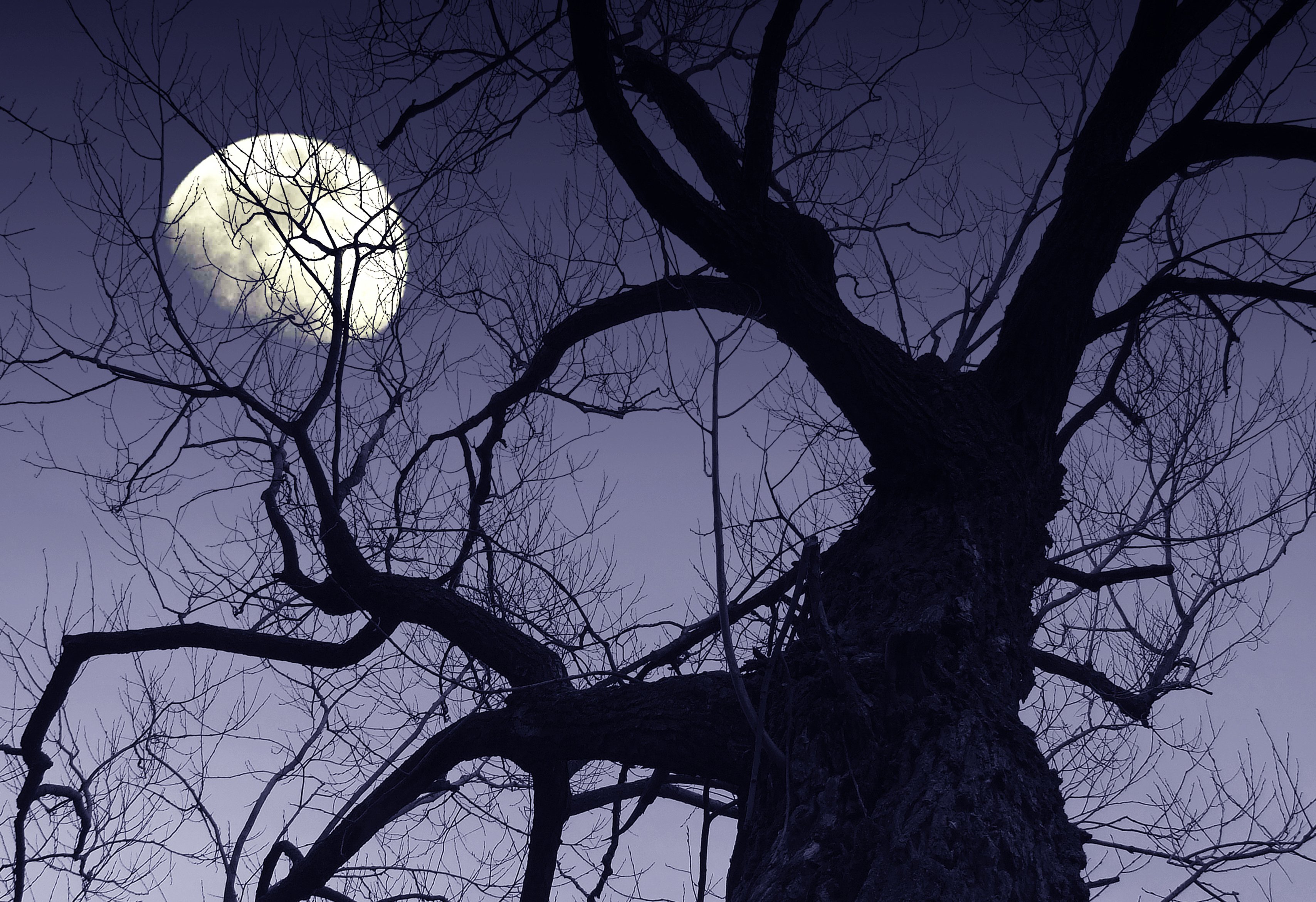 Луна сквозь деревья. Луна и ветки. Луна в ветвях деревьев. Ветка дерева ночью.
