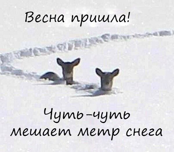 Почти Весна мешает метр снега
