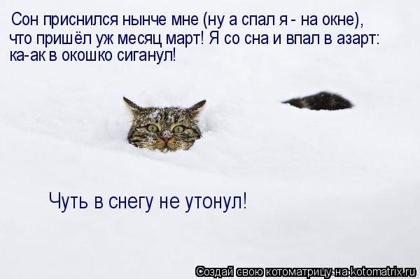 Март кошачий месяц