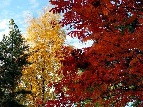 Рябина широколиственный лес