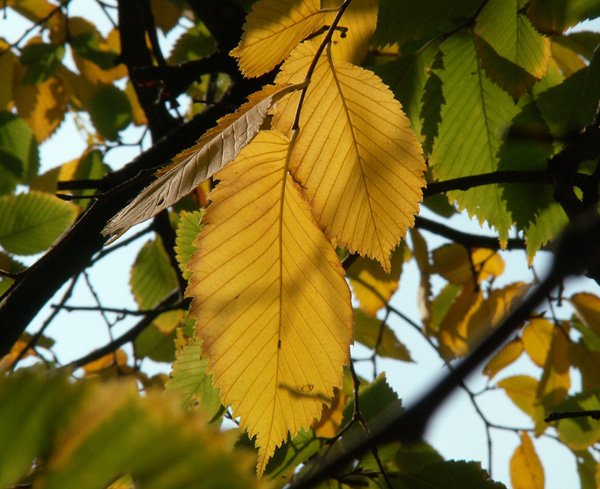 Ильм вяз осень