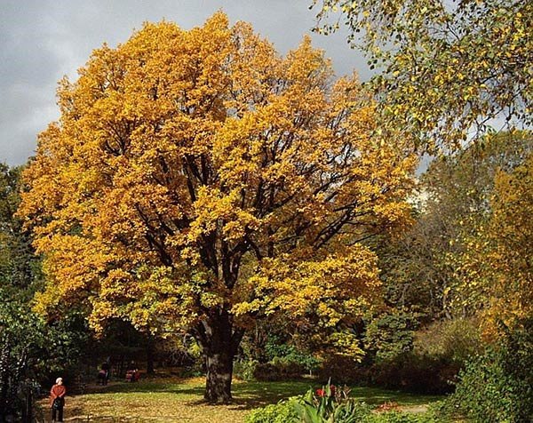 Дуб черешчатый осенью