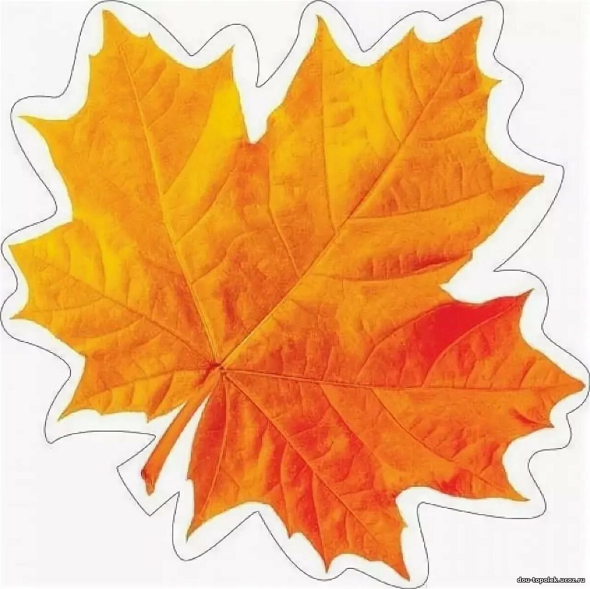 Звук листьев для детей. Кленовый лист. Цветной лист. Осенние листья для украшения класса. Кленовые листья для детского сада.
