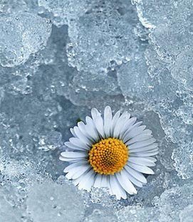 Ромашки во льду