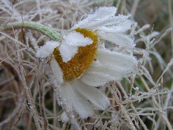 Ромашки зимой
