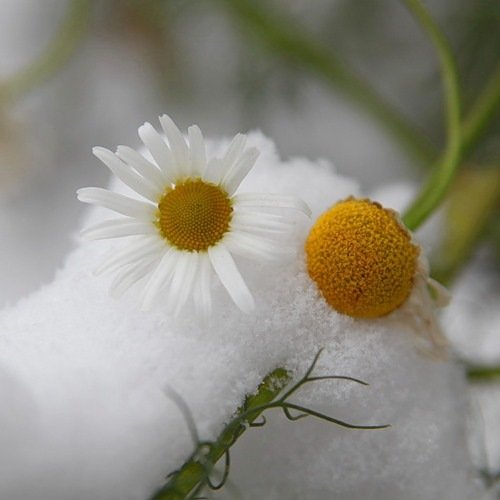 Ромашки под снегом
