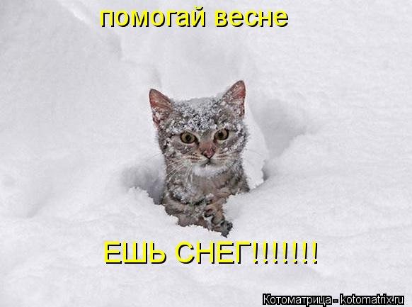 Помоги весне ешь снег