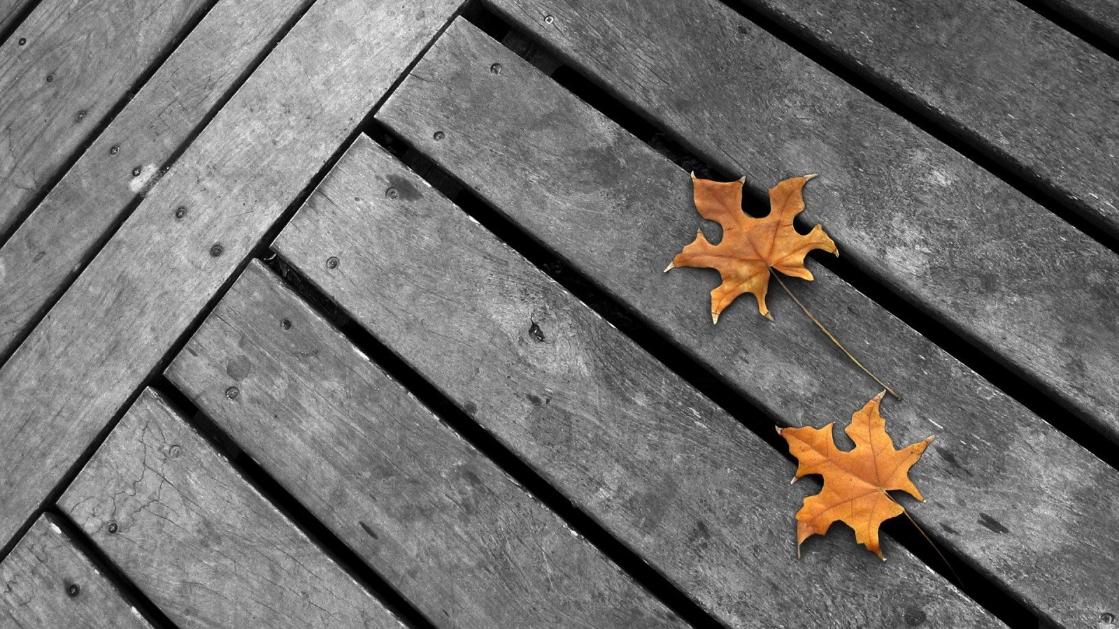 Осенние листья лежат на полу