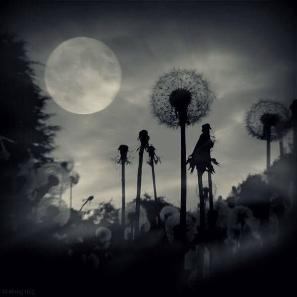 Одуванчик и Луна