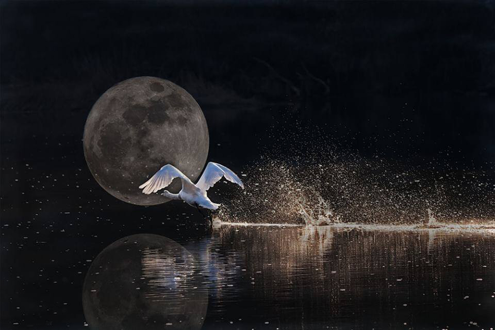 Притяжение воды луной. Сказочная ночь. Лебедь ночью. Луна и лебеди. Лебедь озеро и Луна.