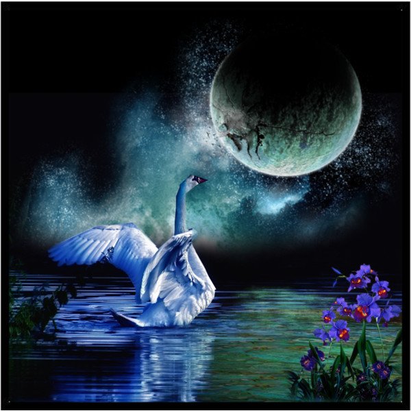 Луна лебединая. Лебедь ночью. Луна и лебеди. Лебеди под луной. Лебедь при Луне.