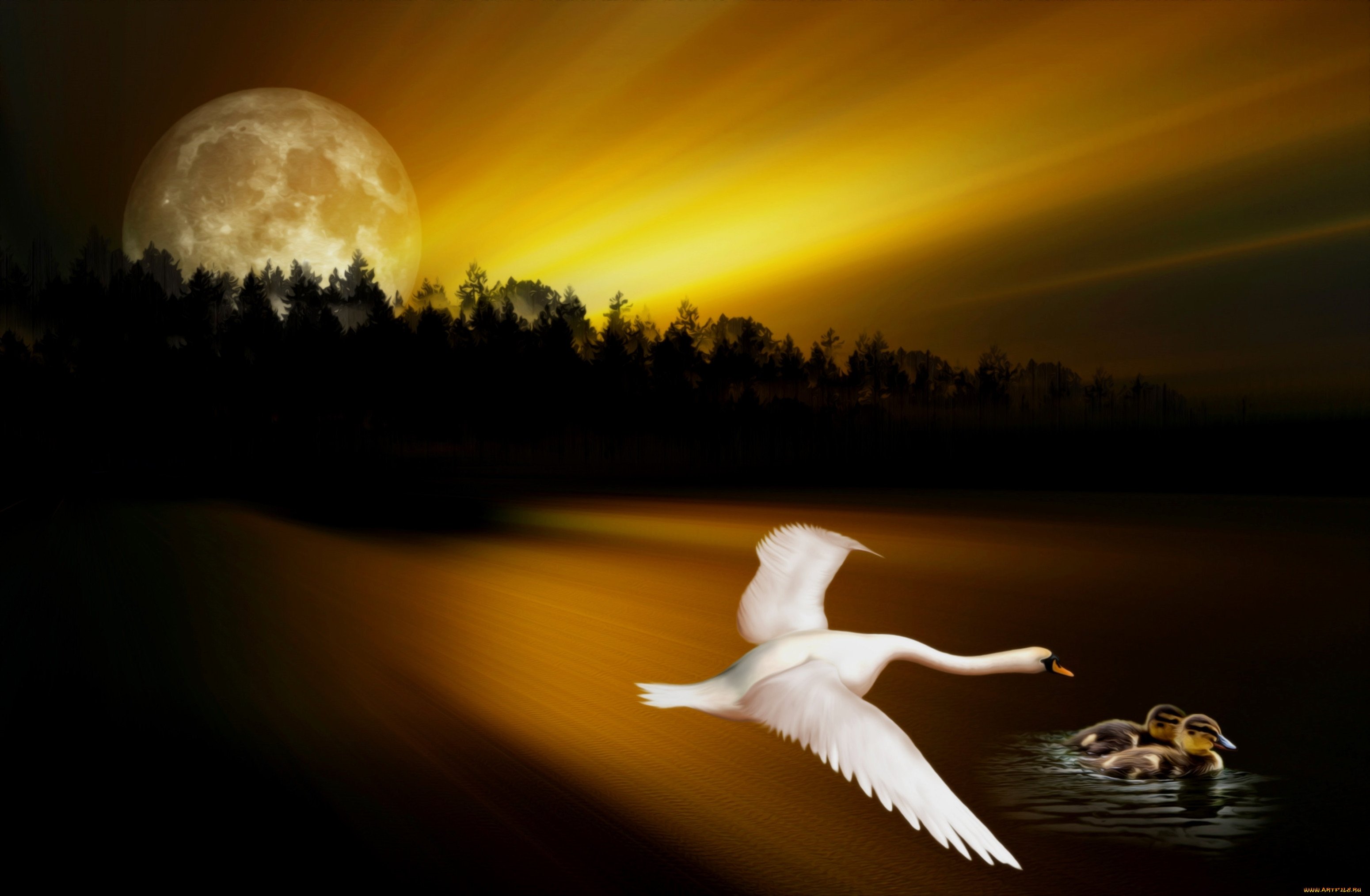 Луна лебединая. Луна и лебеди. Лебедь ночью. Лебеди вечером. Лебеди под луной.