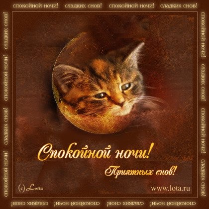 Коты желают спокойной ночи