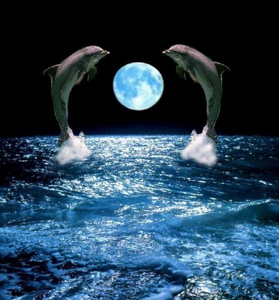 Море Луна дельфины