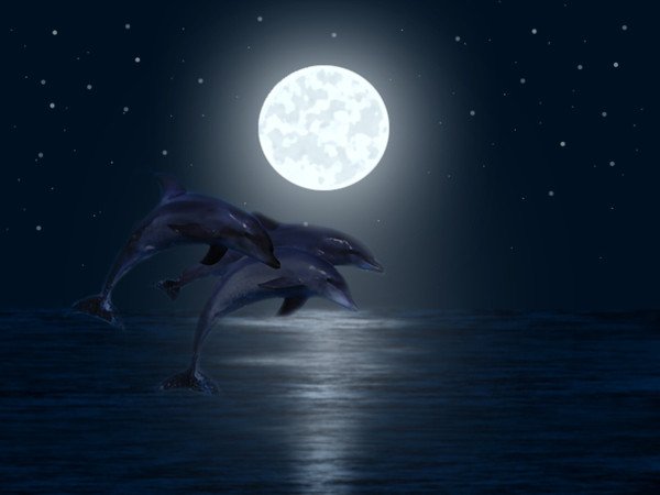 Дельфин в ночном море