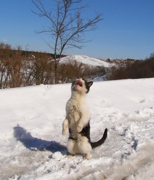 Надоела зима