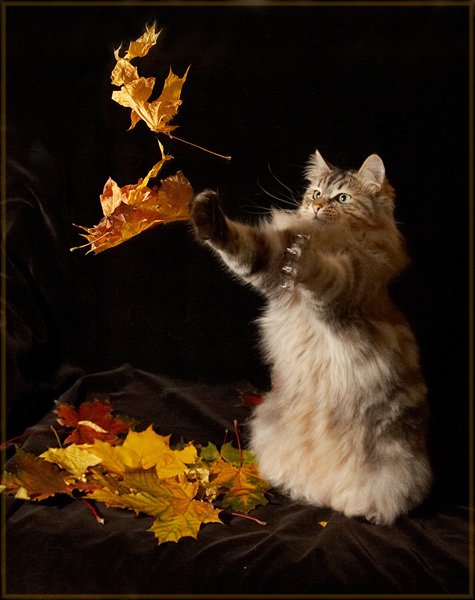 Добрый осенний вечер с животными