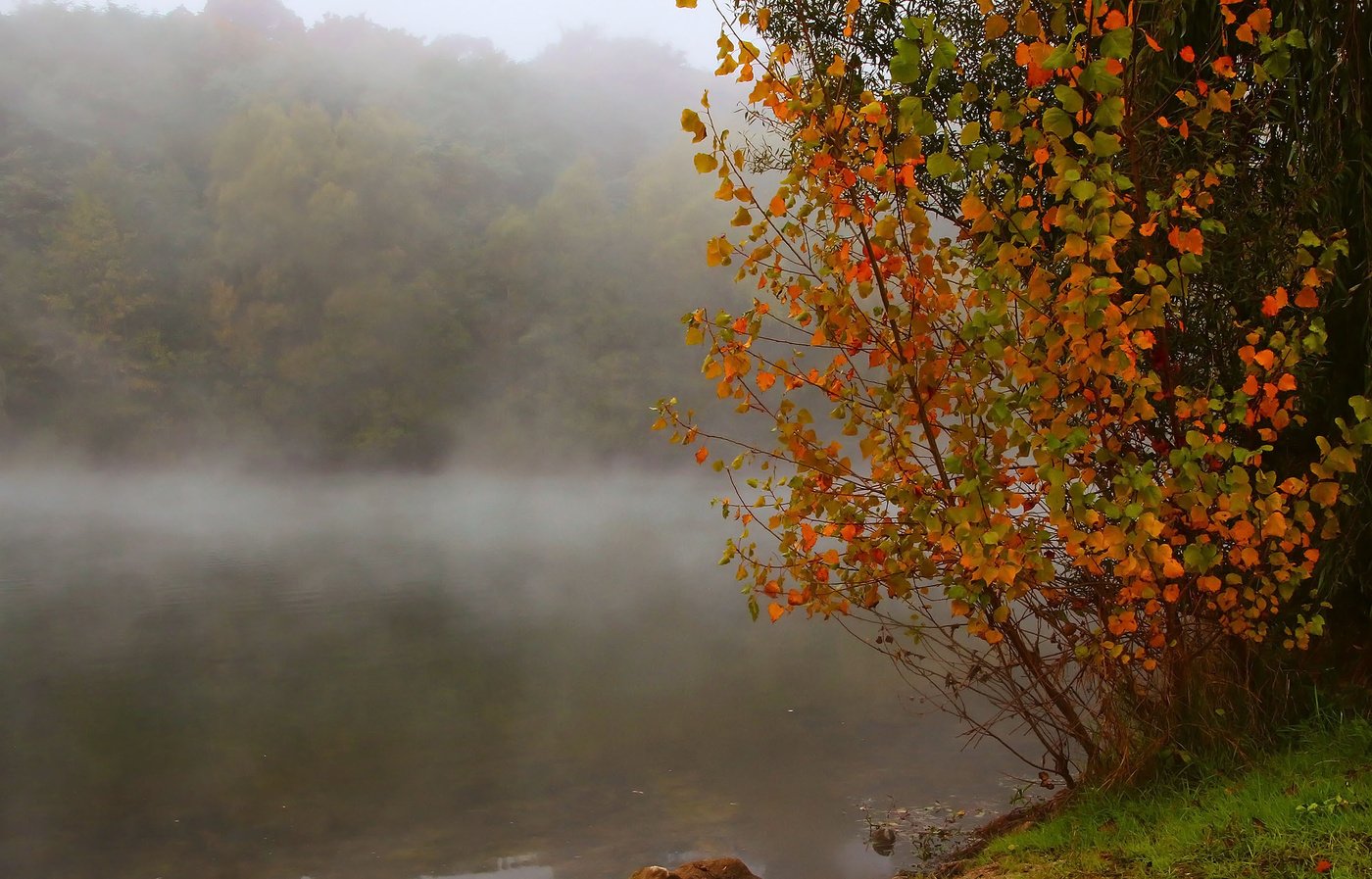 Осенний воздух свеж. Туман осенью. Осенние явления природы. Осень туман. Осенний туман.