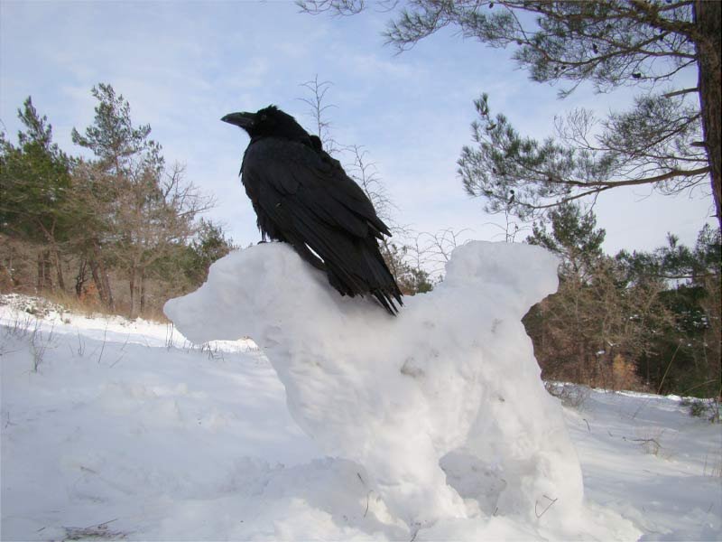 Где зимой вороны. Ворона на снегу. Вороны зима. Ворона купается в снегу. Ворон зима.