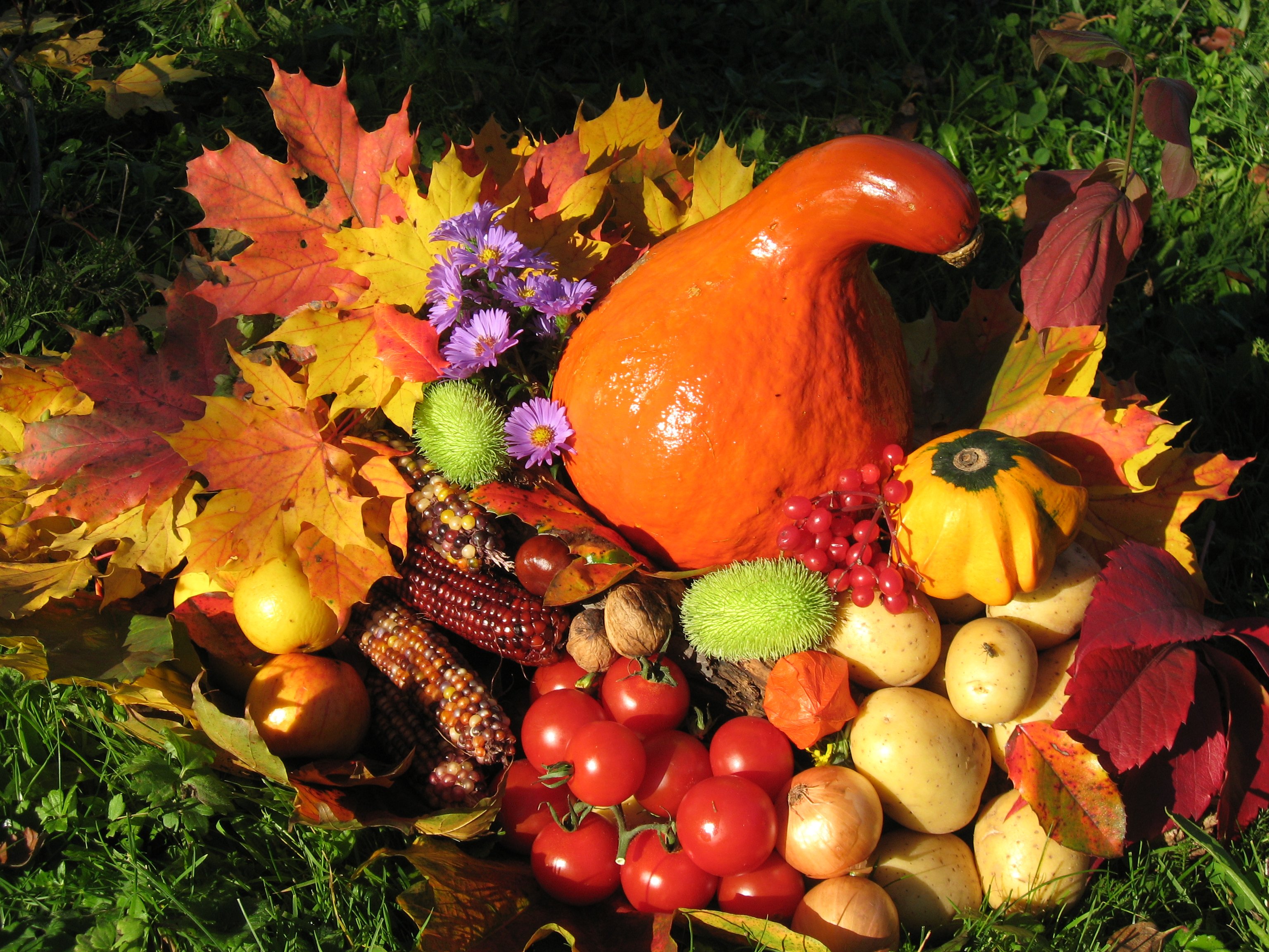 Фрукты ноябрь. Осенние дары природы. Осенние овощи и фрукты. Осенний урожай. Дары осени овощи и фрукты.