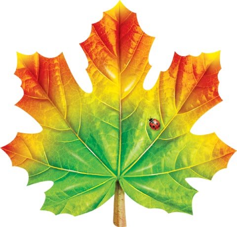 Кленовый лист цветной
