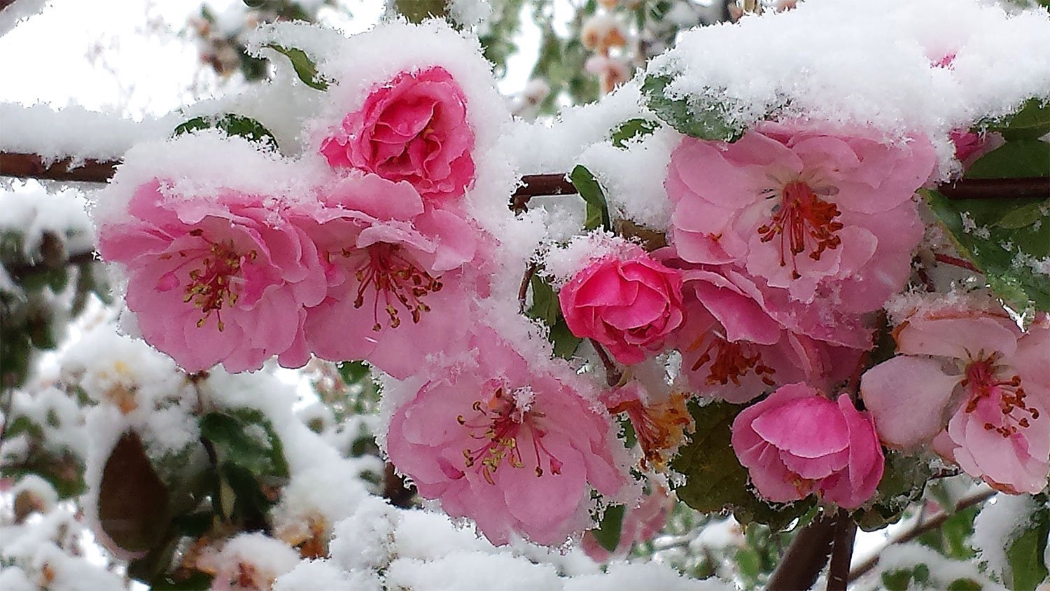 Открытка Цветы в снегу цветы под снегом