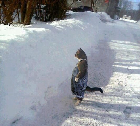 Ну наконец снег