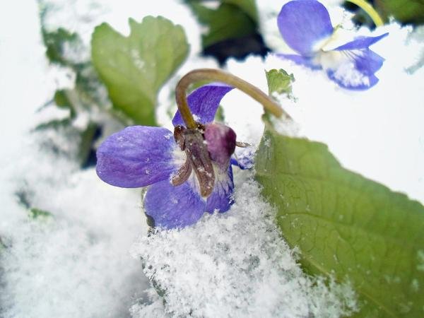 Фиалки под снегом