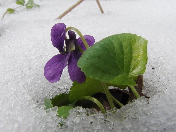 Фиалки под снегом