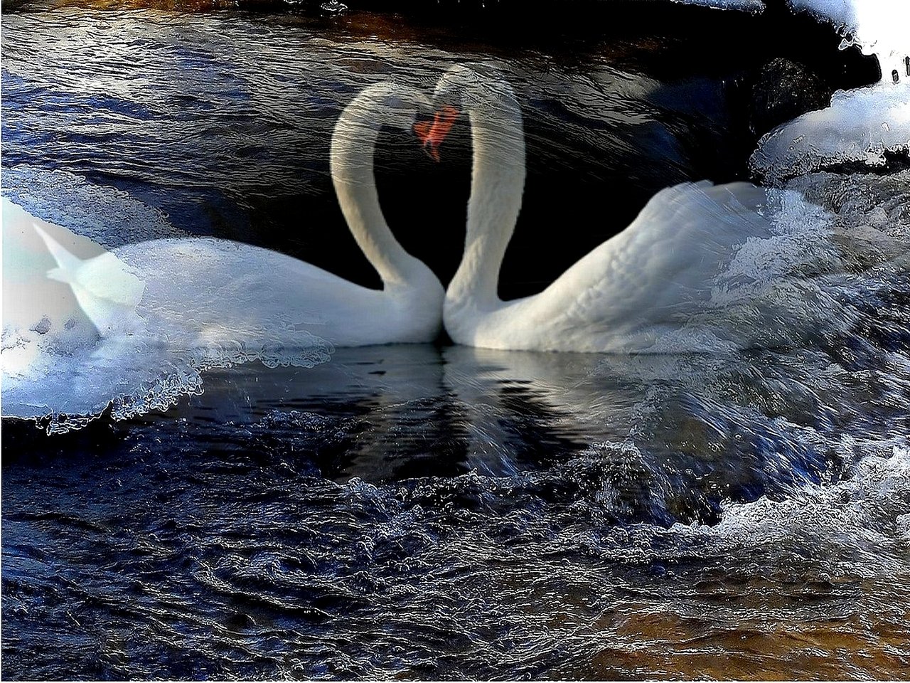 Минус любовь лебедем. Лебеди. Красивые лебеди. Лебеди в снегу. Лебеди зимой.