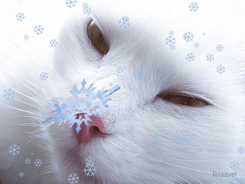 Зима на носу