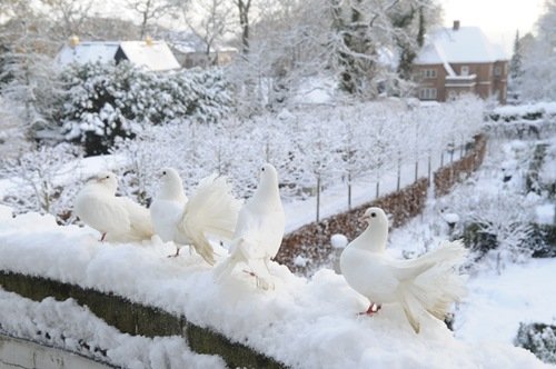 Голубки зимой
