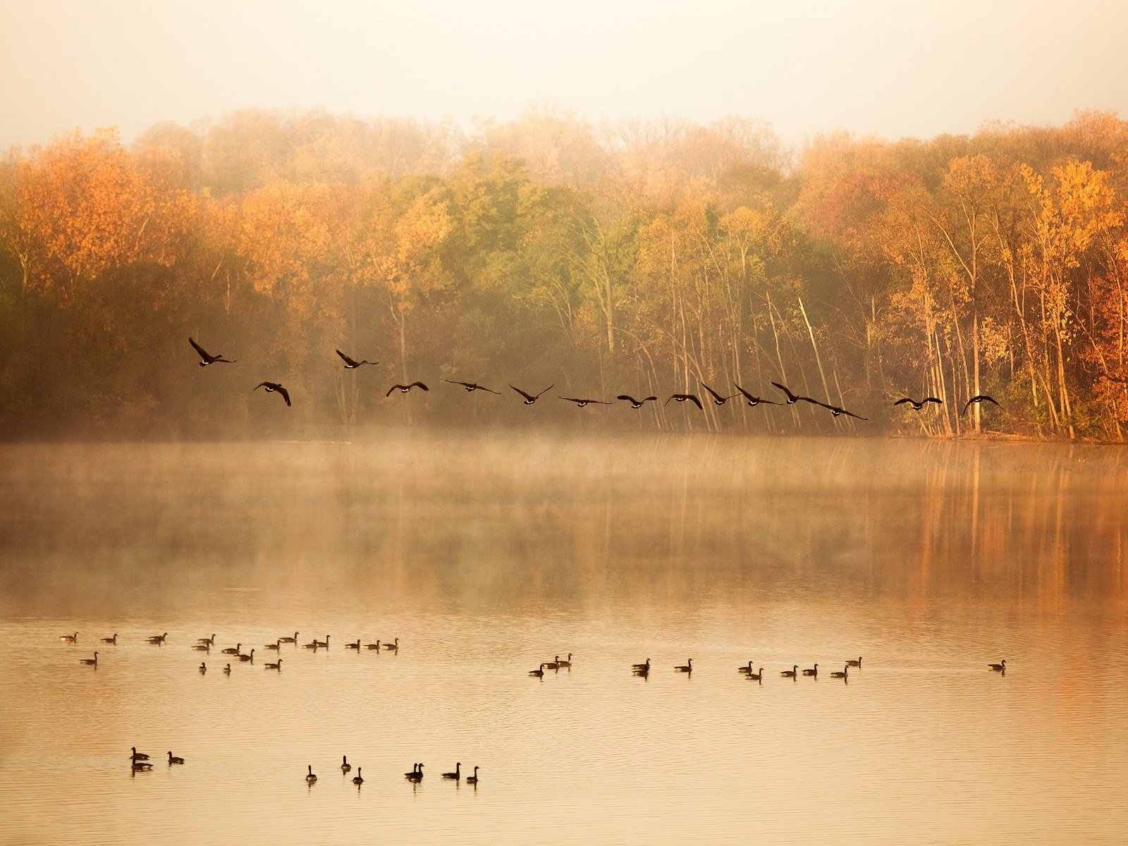 Птицы улетают осенью песня. Осень птицы улетают. Осенний пейзаж с журавлями. Птицы улетают на Юг. Птицы в тумане.
