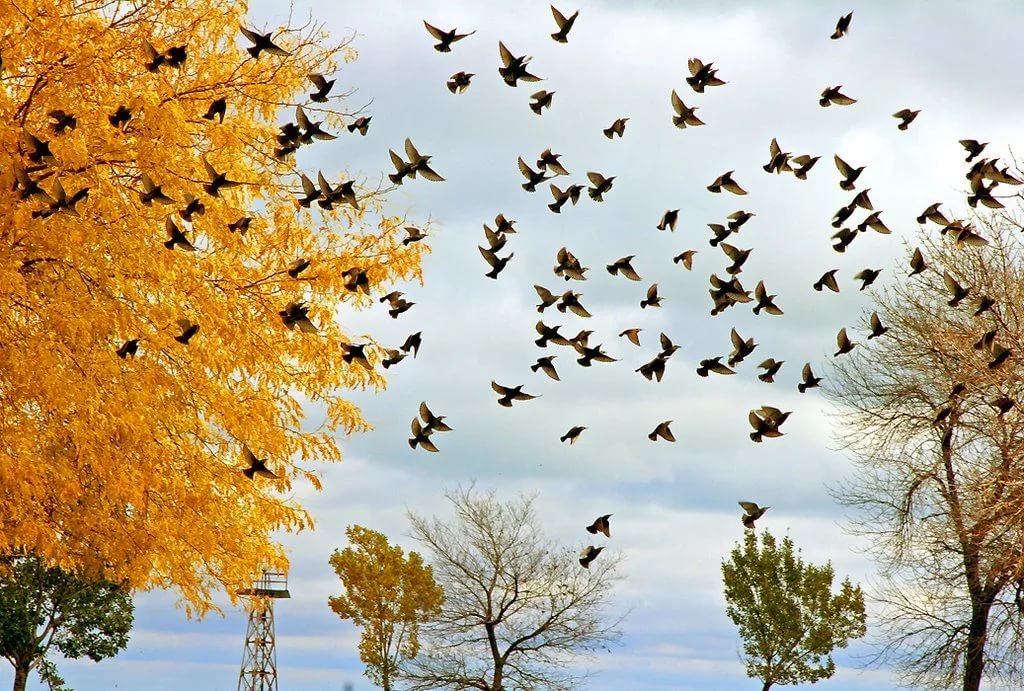 Птицы осенью - красивые картинки (30 фото)
