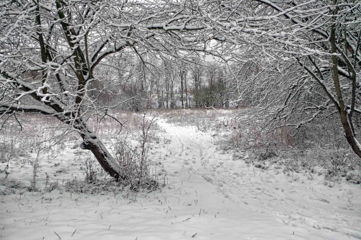 Выпал снег он мягкий. Первый снег. Выпал снег красивые фото. Фото ранней весны красивые природа со снегом. Между нами выпал снег.