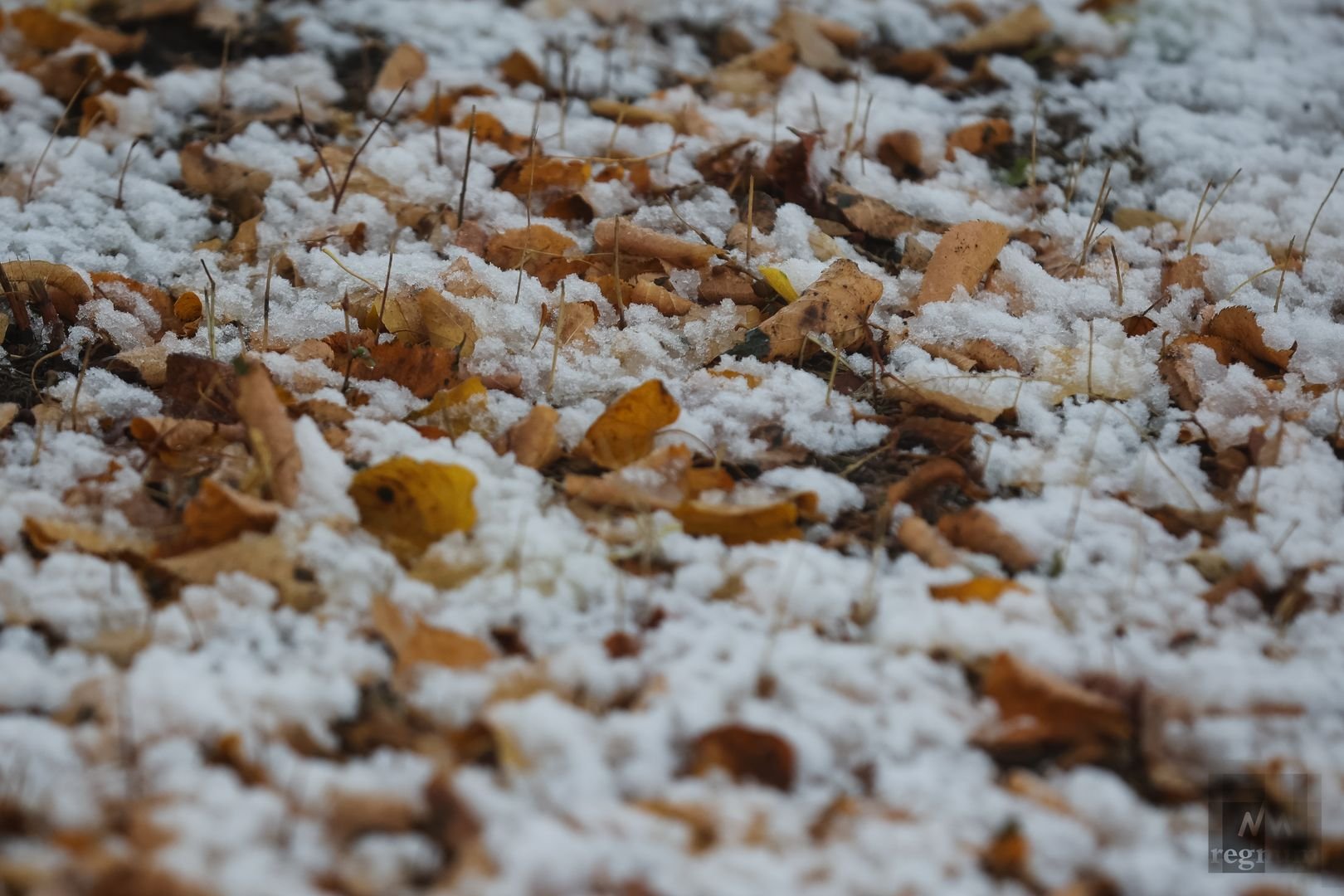 Выпал снег воскресенье. Снег. Снегопад. Снег в Екатеринбурге. В Екатеринбурге выпал снег.