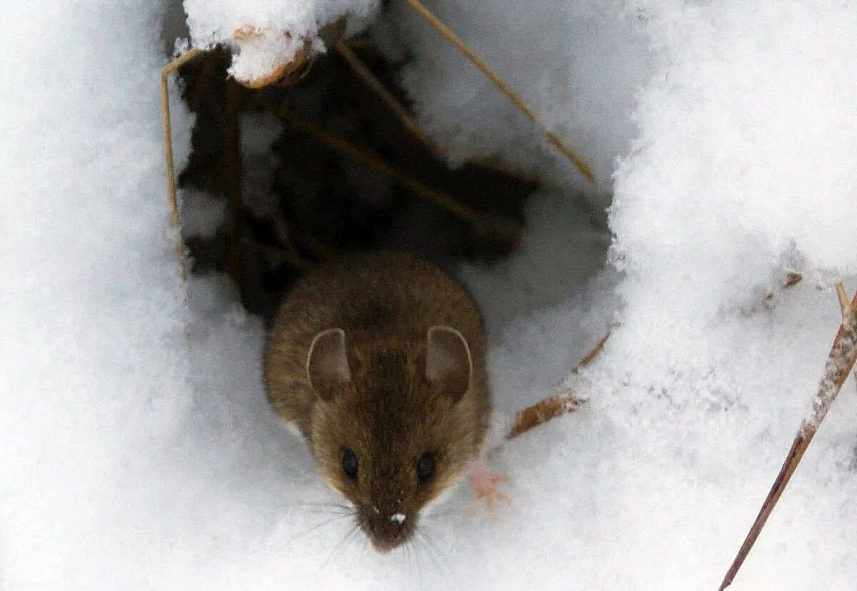 Полевые мыши зимой. Мышка полевка зимняя. Норка мышки полевки. Мышь полевка зимой.