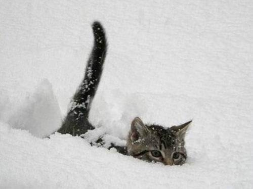 Субару кот снег